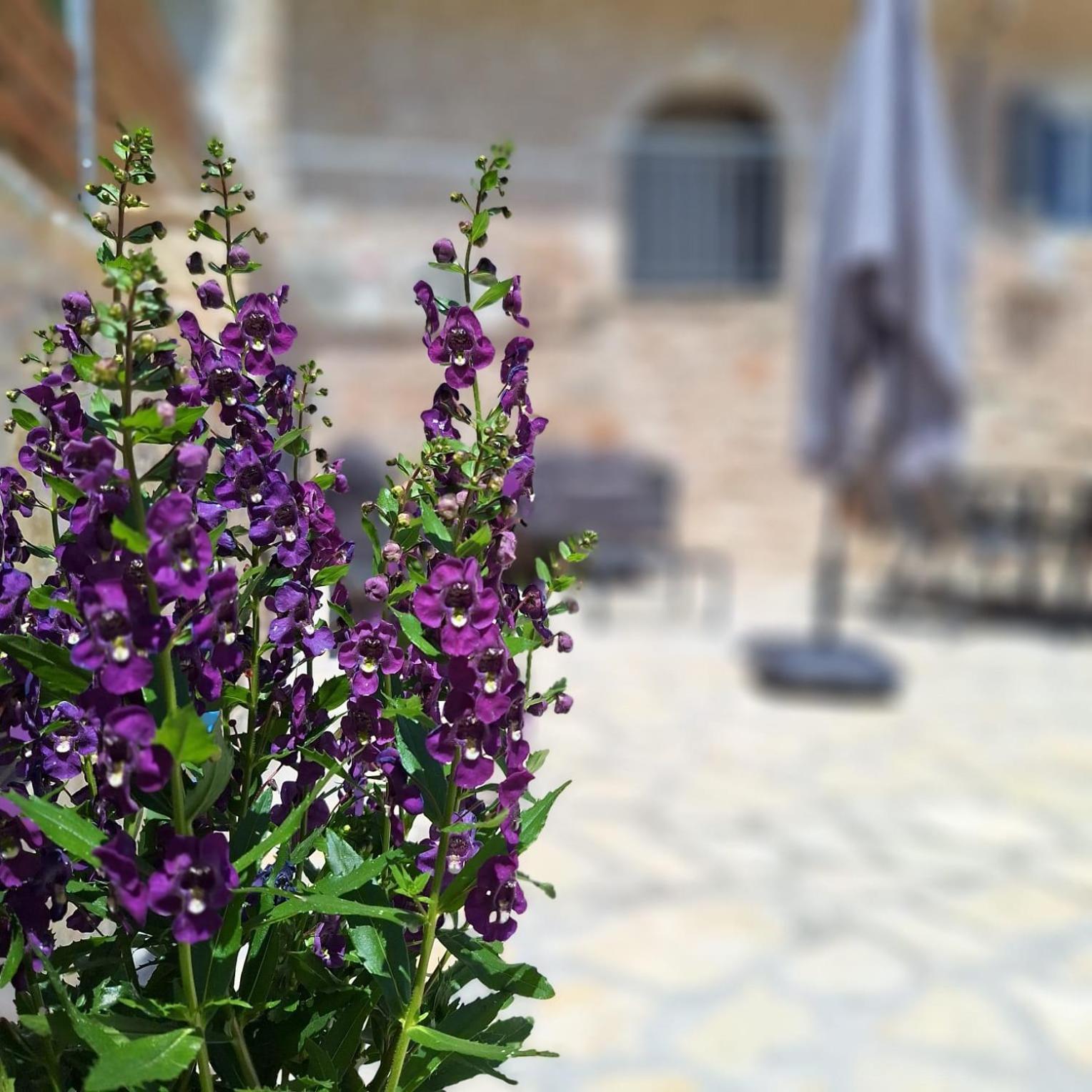 Djoumas * Katokhorion (Lefkada)